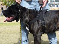 All Weather dog harness for tracking / pulling Designed to fit Cane Corso H6