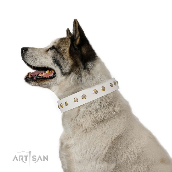 Akita Inu everyday use dog collar of exceptional quality genuine leather