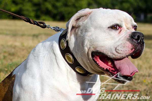 American Bulldog Collar Leather Brass Plates Decorated