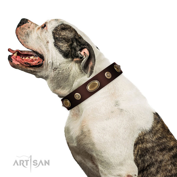 American Bulldog comfortable wearing dog collar of exceptional quality leather