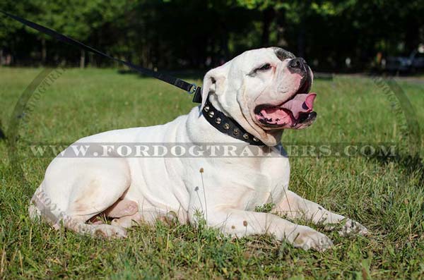 Comfy American Bulldog Collar for Everyday