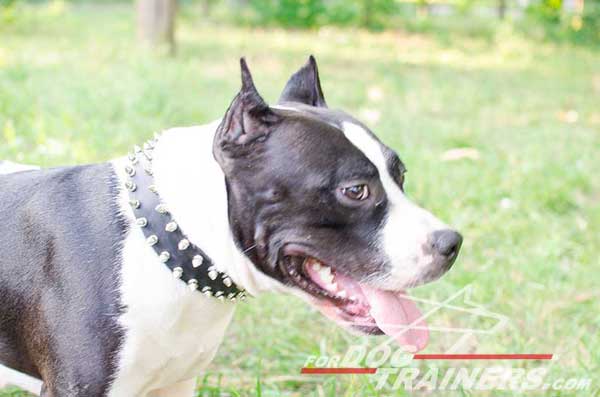 Spiked Amstaff Collar Leather Walking Dog Gear