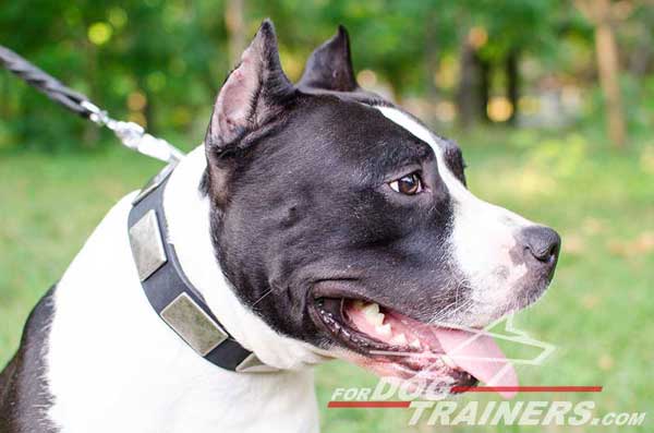 Walking Leather Amstaff Collar