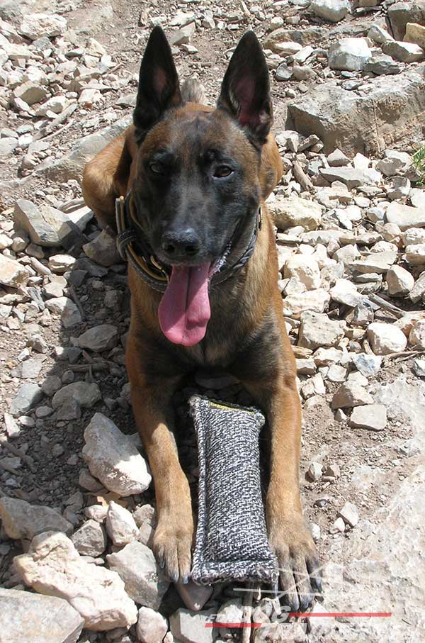 Leather Belgian Malinois Collar with brass hardware 