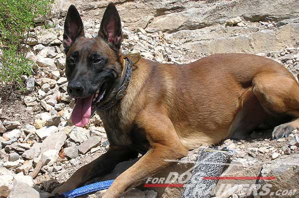 Leather Belgian Malinois Collar with braids 