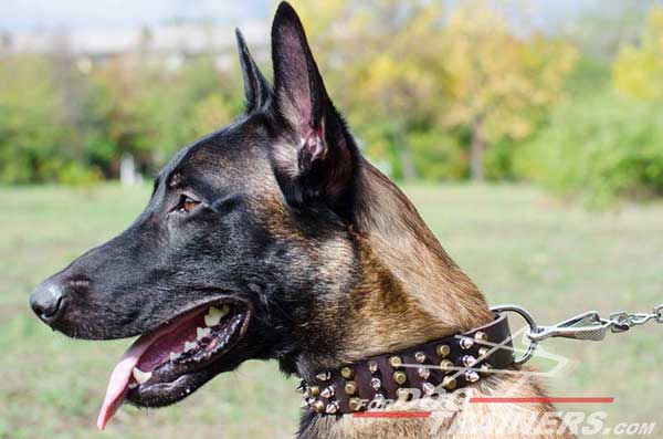 Stylish Leather Belgian Malinois Collar with spikes and pyramids 