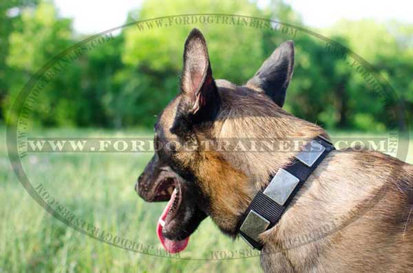 Everyday Malinois Nylon Collar Good for Rainy Weather