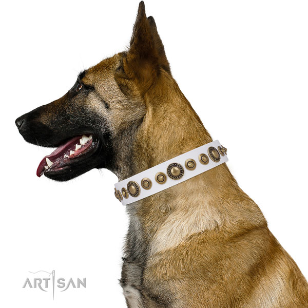 Belgian Malinois convenient natural genuine leather dog collar with studs