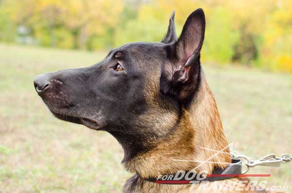 Multifunctional Leather Collar for Belgian Malinois