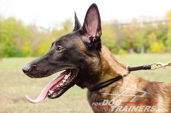 Training Leather Malinois Collar made of Rounded Leather