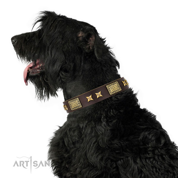 Black Russian Terrier daily walking dog collar of exquisite quality genuine leather