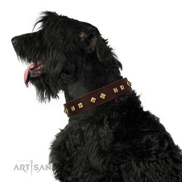 Black Russian Terrier everyday walking dog collar of exquisite quality natural leather