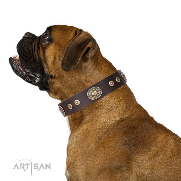 Boxer stylish leather dog collar with adornments