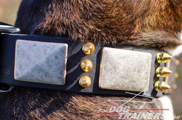 Vintage Nickel Plates on Leather Pitbull Collar 