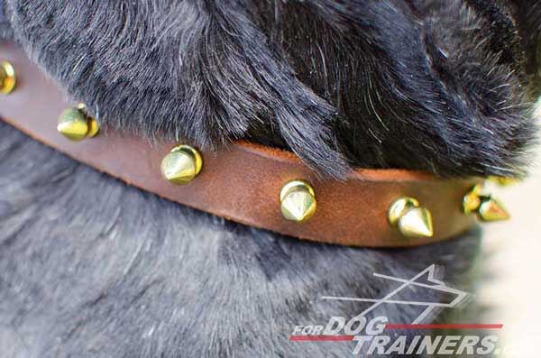 Brass Spikes on Dog Collar Leather Walking Dog Gear