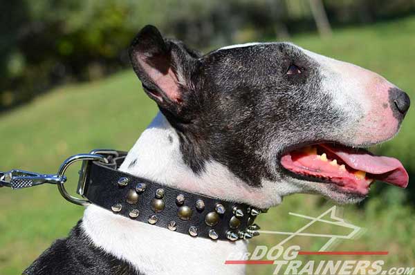 Spiked and Studded Bull Terrier Collar Leather Decoration