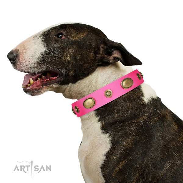 Bull Terrier stylish walking dog collar of awesome quality leather