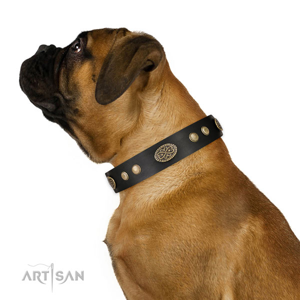 Bullmastiff everyday walking dog collar of flexible leather