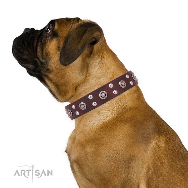 Bullmastiff walking dog collar of incredible quality leather