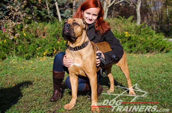 Decorated Leather Cane Corso Collar