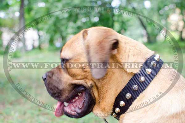 Cane Corso Collar Nylon Studded with Prtetty Pyramids