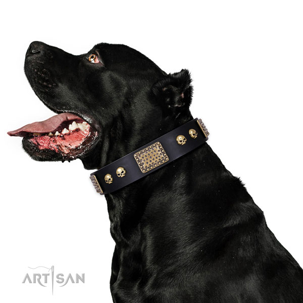 Cane Corso everyday use dog collar of fashionable genuine leather