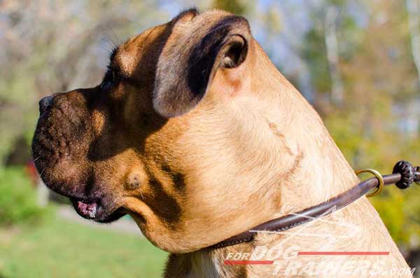 Round Leather Choke Dog Collar for Cane Corsos