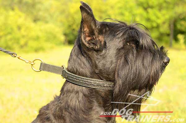 Choke Riesenschauzer Collar Dog Training