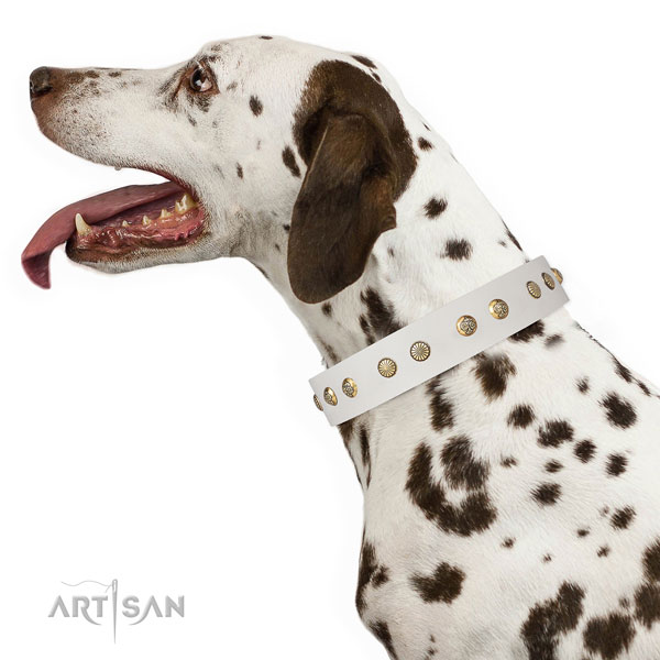 Dalmatian walking dog collar of remarkable quality natural leather