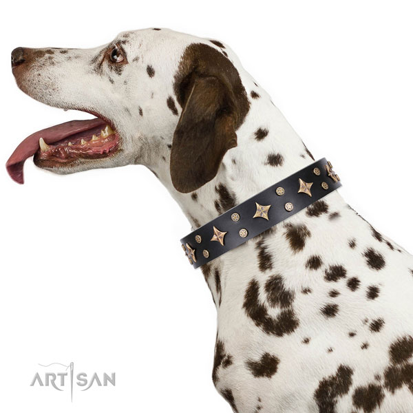 Dalmatian extraordinary natural genuine leather dog collar with embellishments