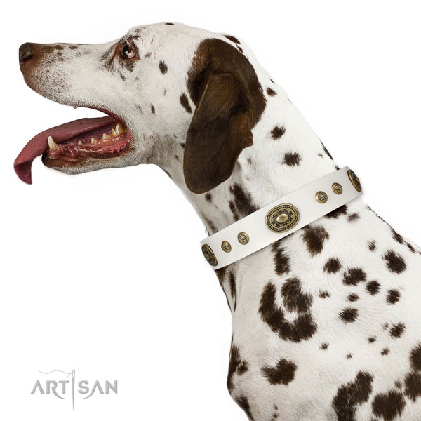 Dalmatian walking dog collar of extraordinary quality genuine leather
