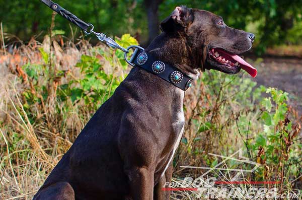 Decorated Pitbull collar of extra wide leather