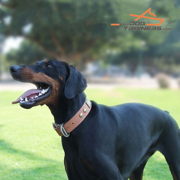 Awesome Leather Doberman Collar for Stylish Raven Walking