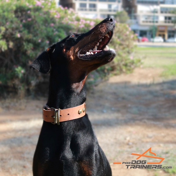 Tan Leather Doberman Collar with Old Bronze Look Fittings