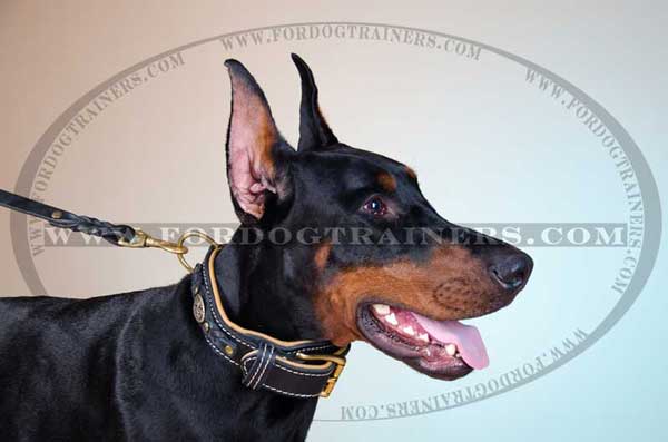 Doberman Collar Braided Strap