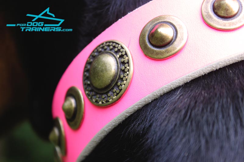 Pink Leather Dog Collar with Riveted Decor