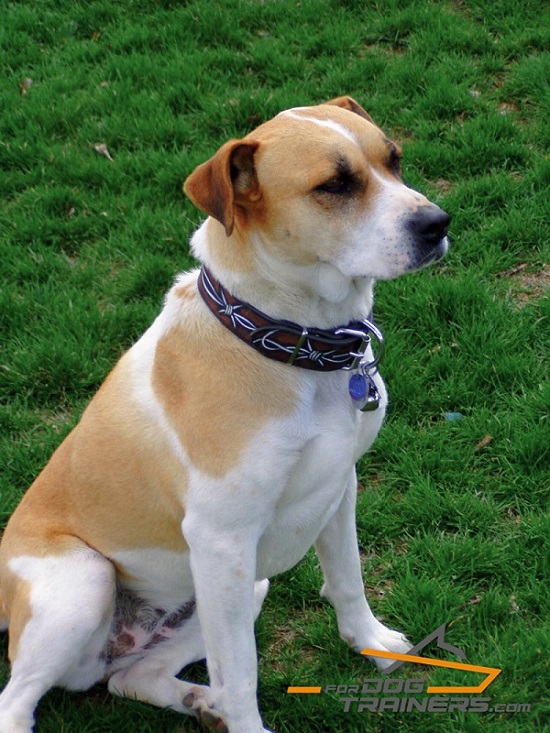 Handcrafted Dog Collar with Barbed Wire Pattern