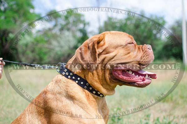 Amstaff Collar Handcrafted Dog Supply