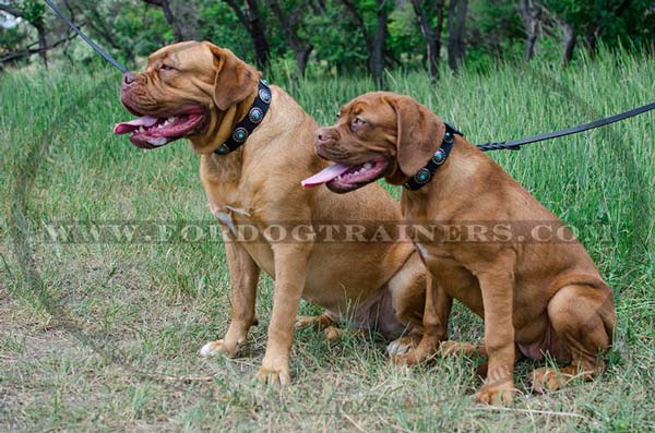 Dogue-De-Bordeaux collar with circles