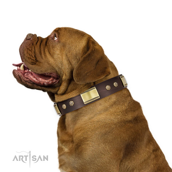 Dogue de Bordeaux everyday use dog collar of exceptional quality natural leather