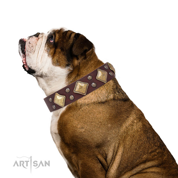 English Bulldog trendy genuine leather dog collar with decorations