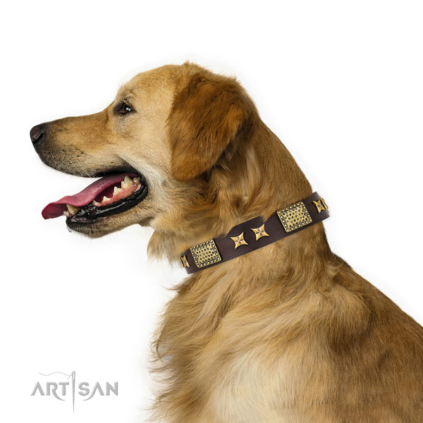 Golden Retriever everyday use dog collar of extraordinary quality leather