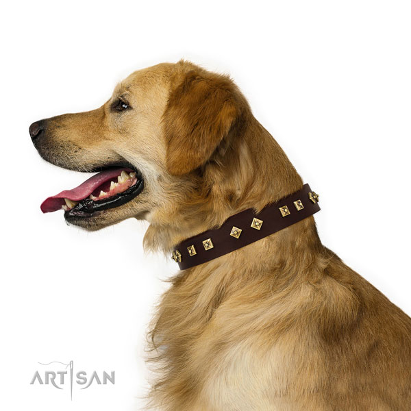Golden Retriever walking dog collar of trendy natural leather