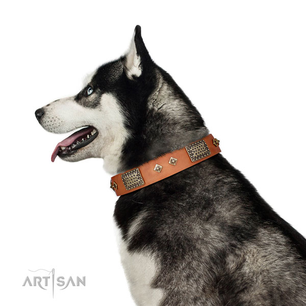 Husky fancy walking dog collar of top notch quality leather