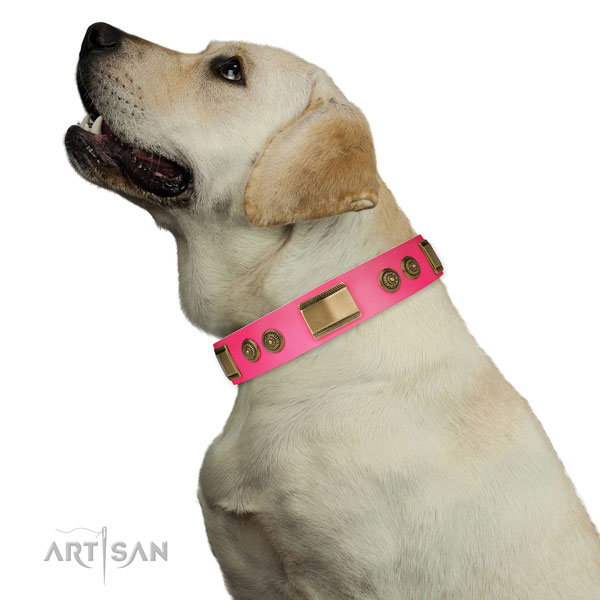Labrador walking dog collar of trendy leather