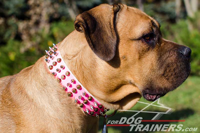 Bullmastiff leather dog collar with impressive columns of studs