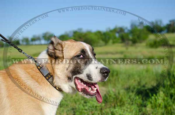 Walking Central Asian Shepherd Collar 