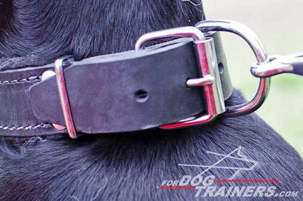 Strong rust proof nickel fittings for Doberman leather collar