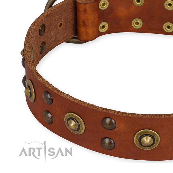 Tan leather dog collar with rustless studs