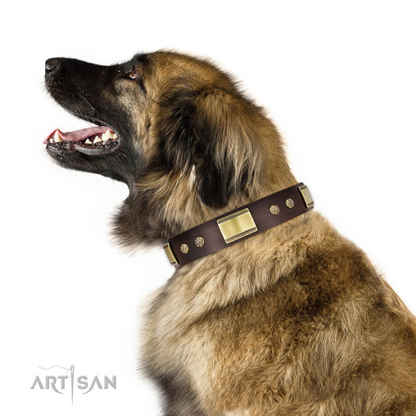 Leonberger comfy wearing dog collar of remarkable quality leather